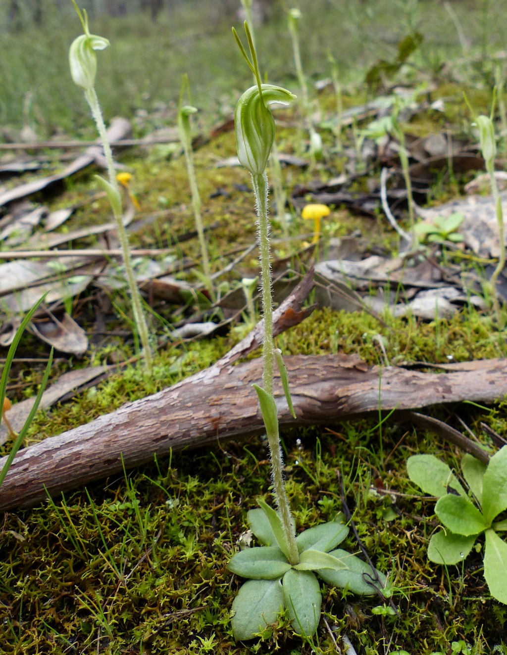 Pterostylis nana (hero image)