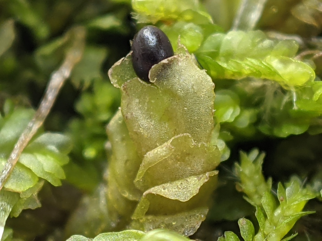 Chiloscyphus (hero image)