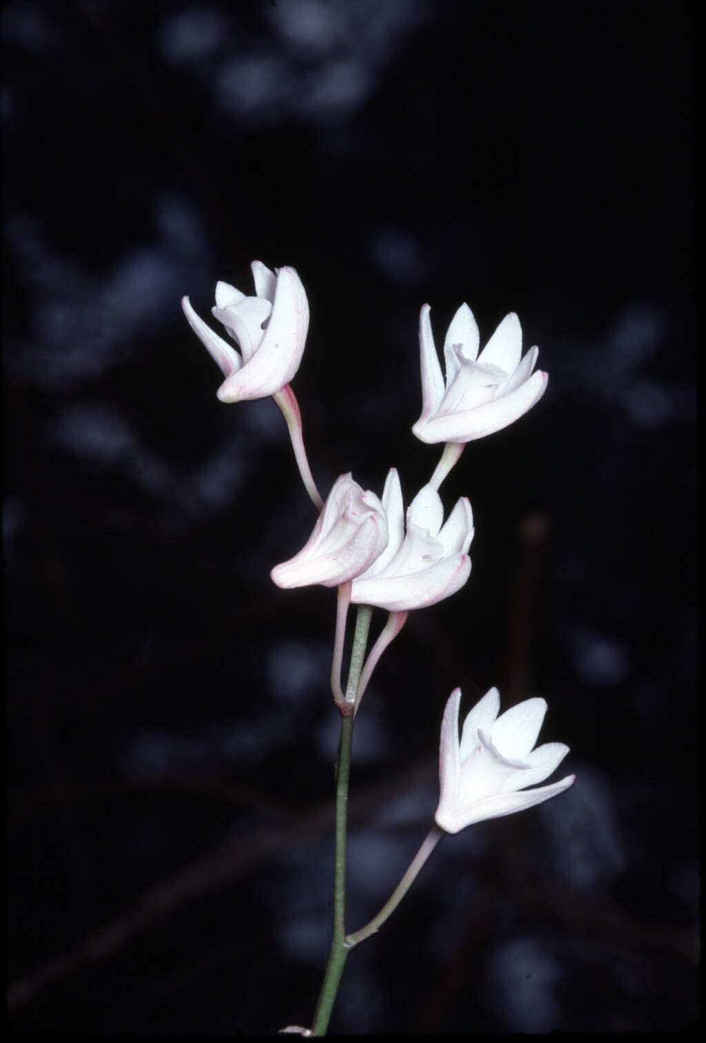 Dendrobium kingianum (hero image)