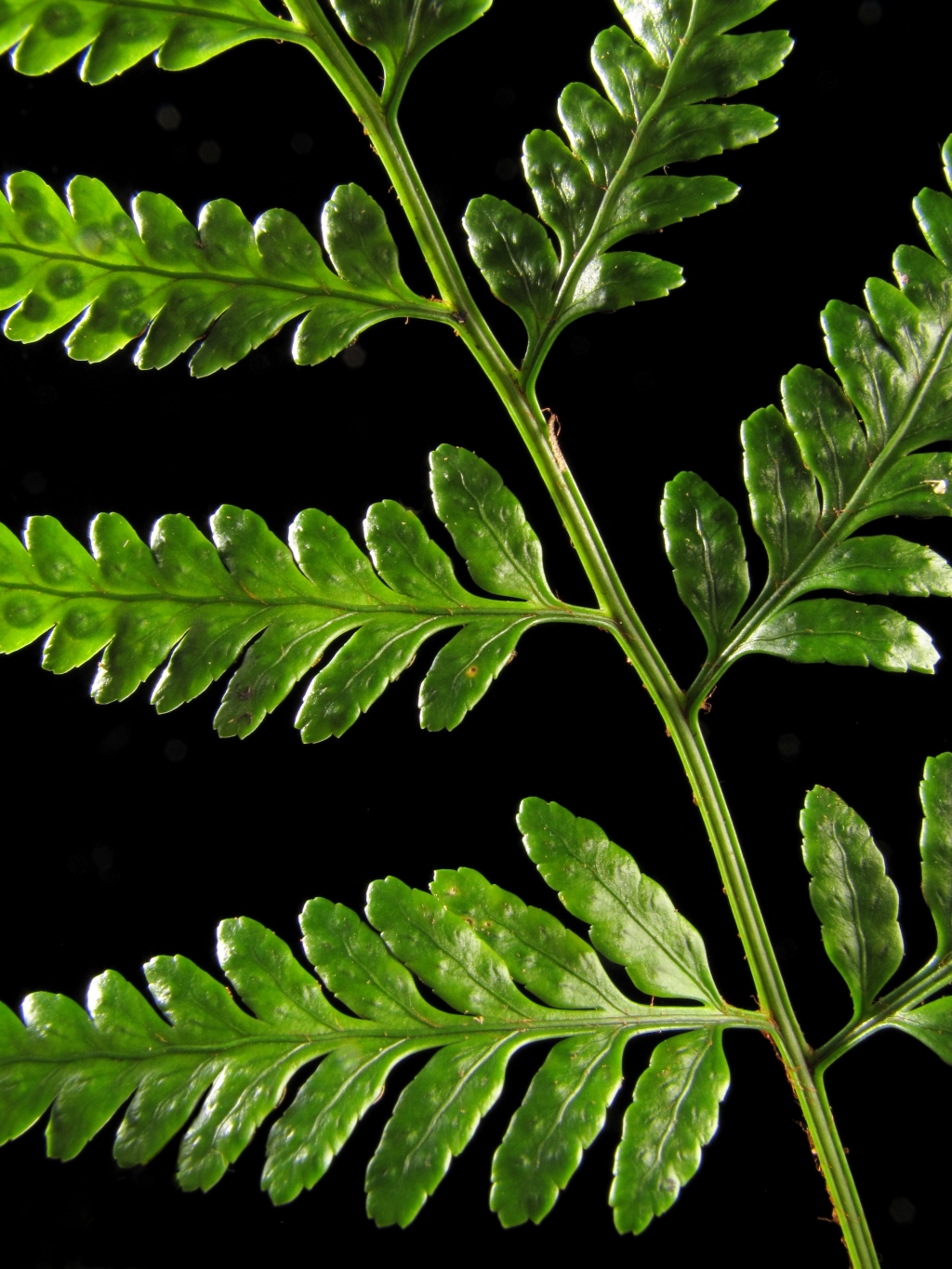 Rumohra adiantiformis (hero image)