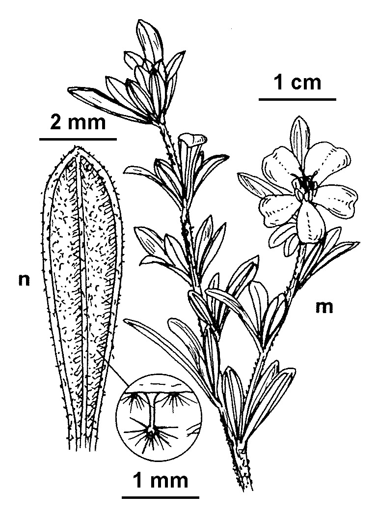 Hibbertia spathulata (hero image)