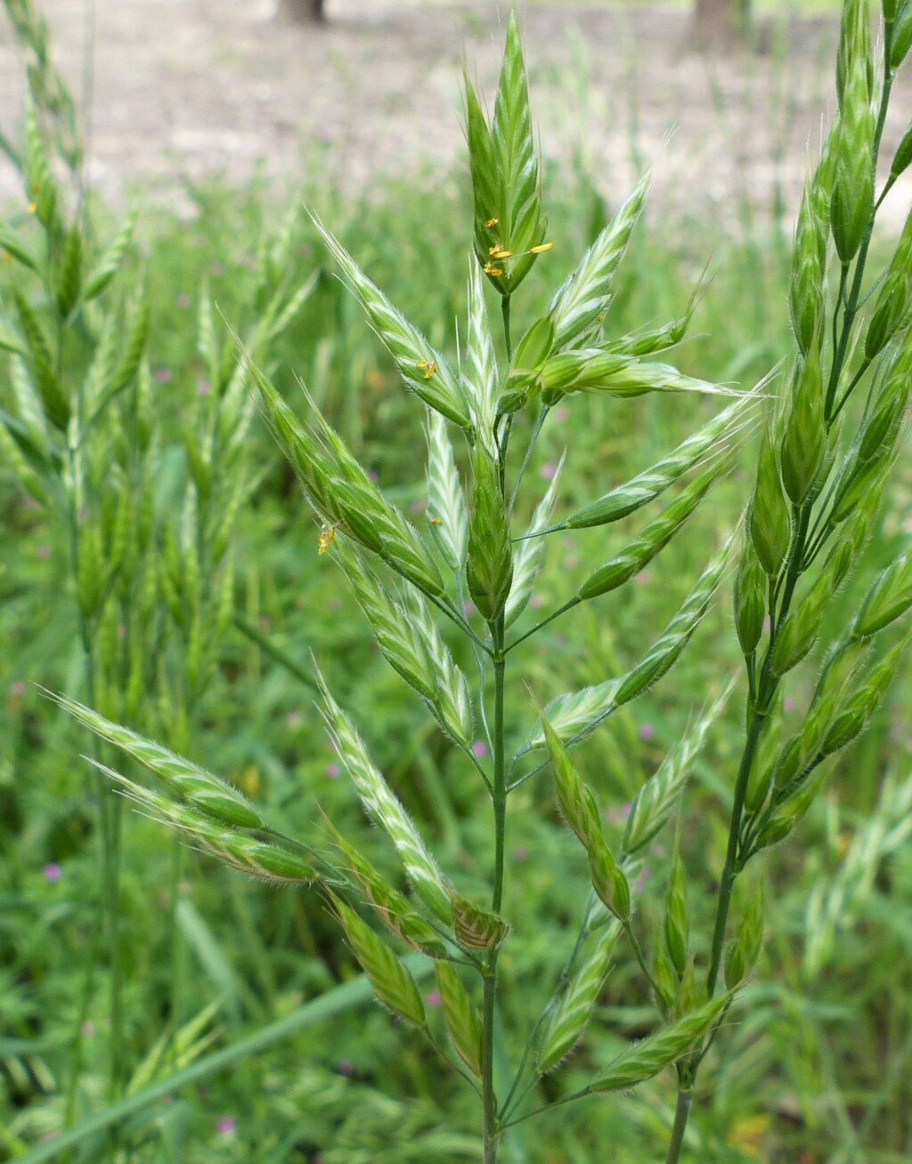 Bromus hordeaceus (hero image)