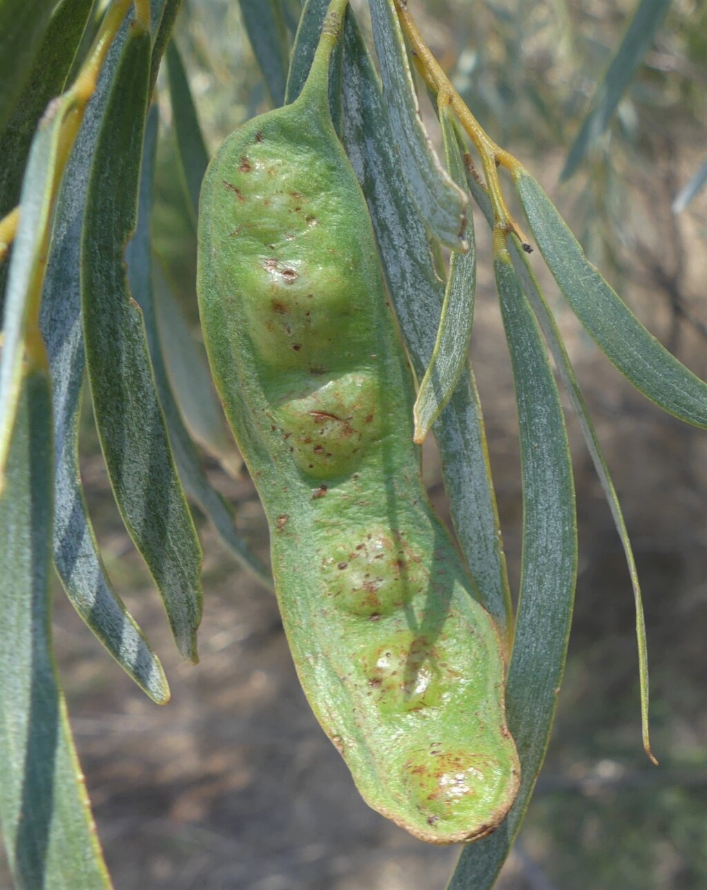Acacia pendula (hero image)