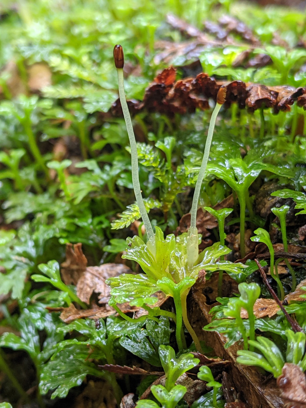 Hymenophytaceae (hero image)
