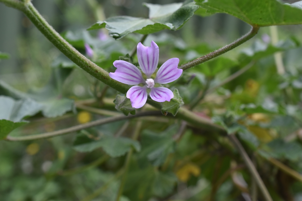 Malva pseudolavatera (hero image)