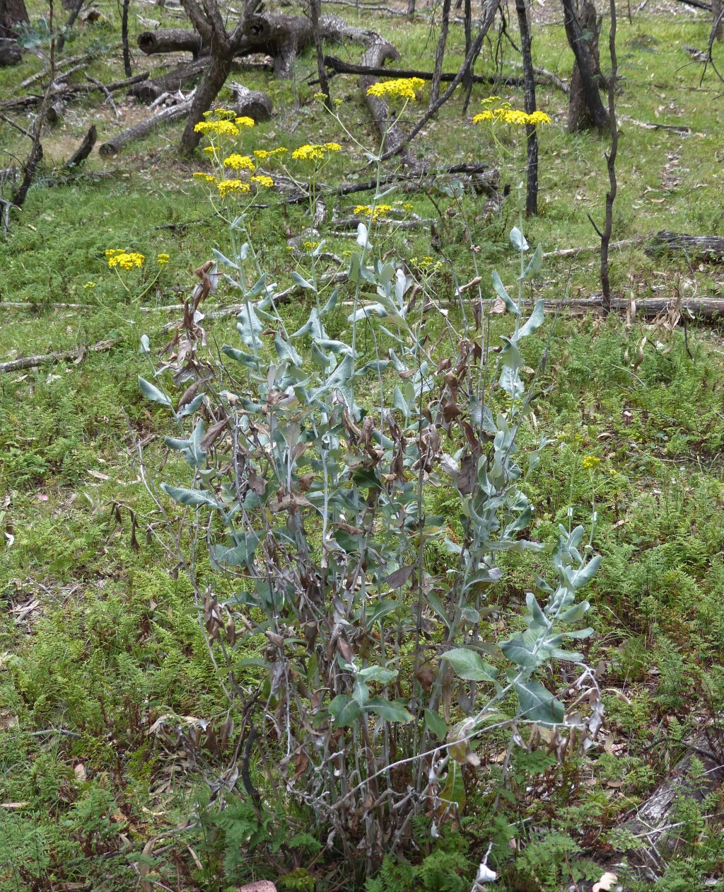 Senecio garlandii (hero image)