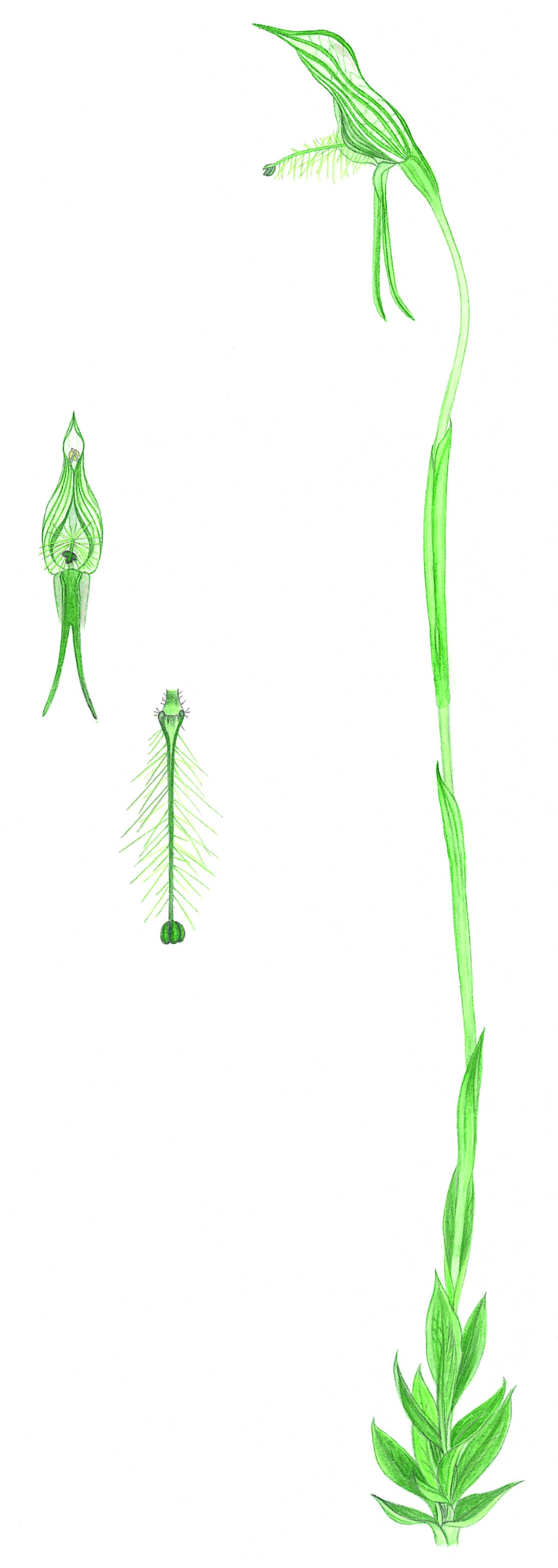 Pterostylis unicornis (hero image)