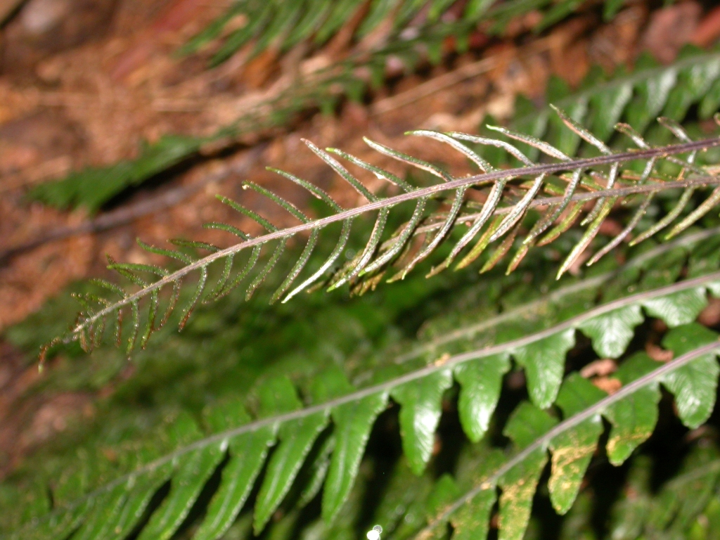 Blechnum chambersii (hero image)