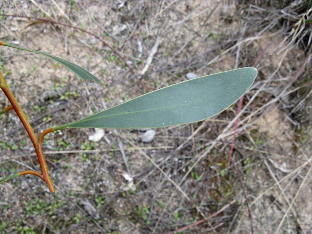 Acacia pycnantha (hero image)