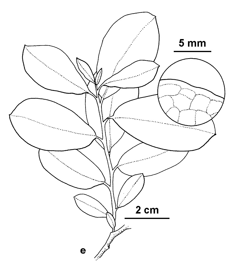 Salix cinerea subsp. cinerea (hero image)