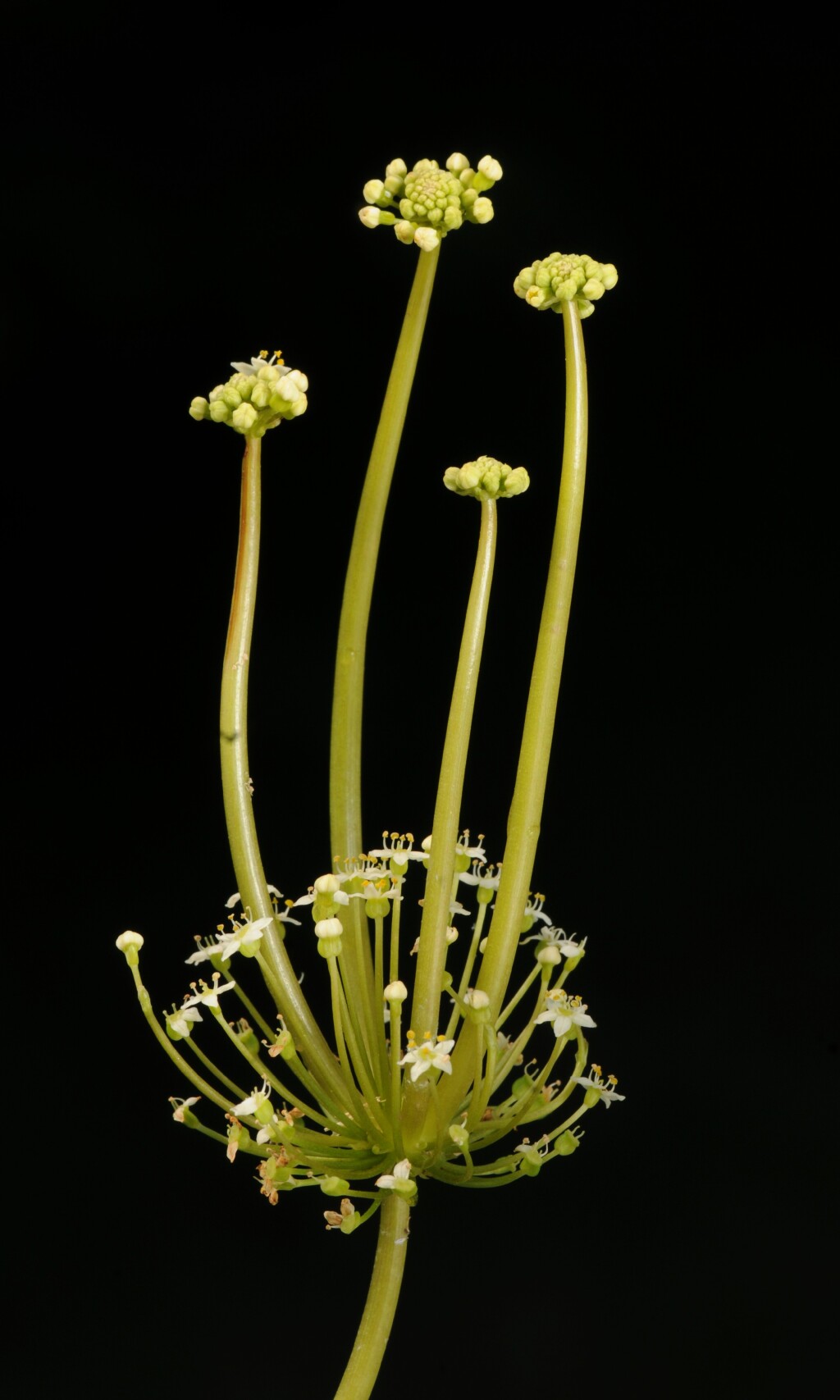 Hydrocotyle bonariensis (hero image)