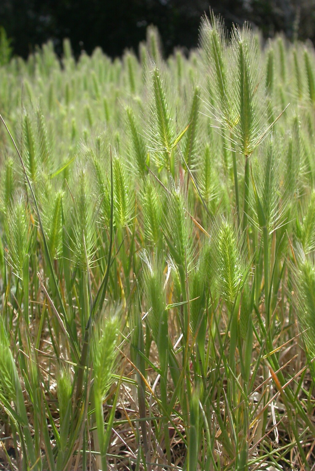 Hordeum marinum (hero image)