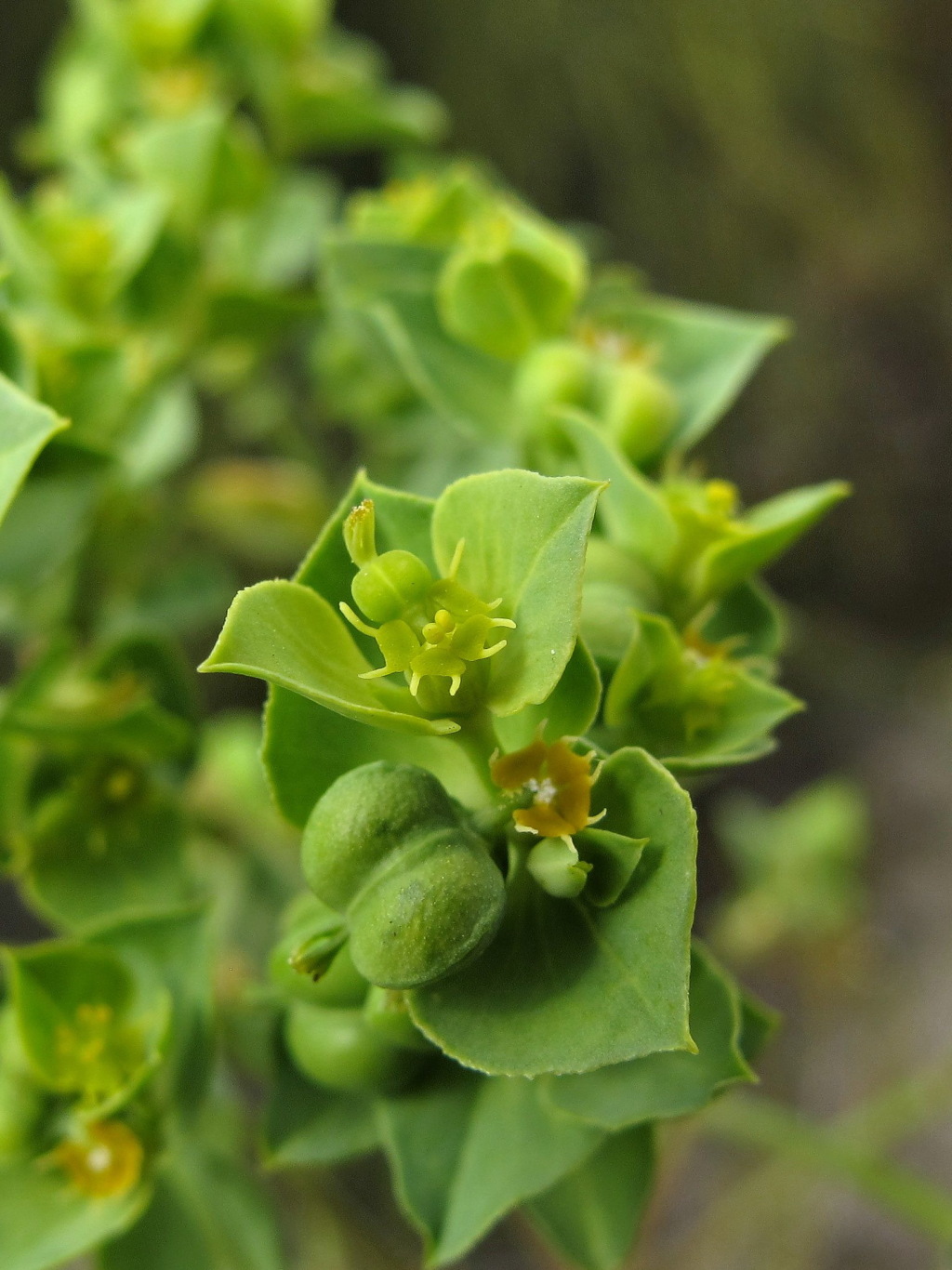 Euphorbia terracina (hero image)