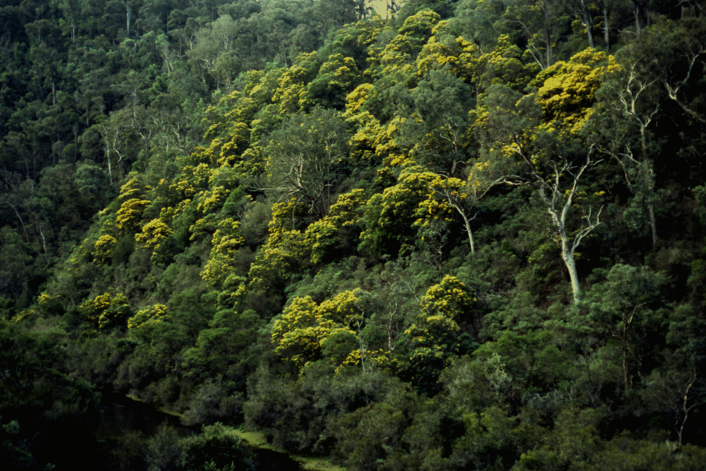 Acacia silvestris (hero image)