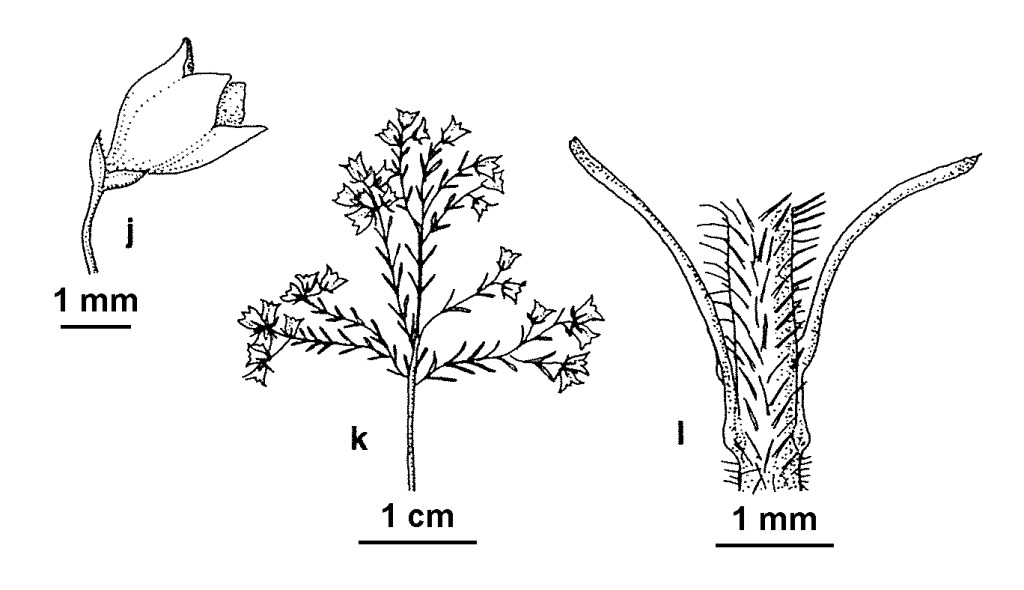 Erica quadrangularis (hero image)