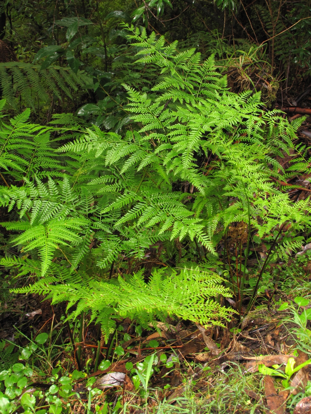 Pteris tremula (hero image)