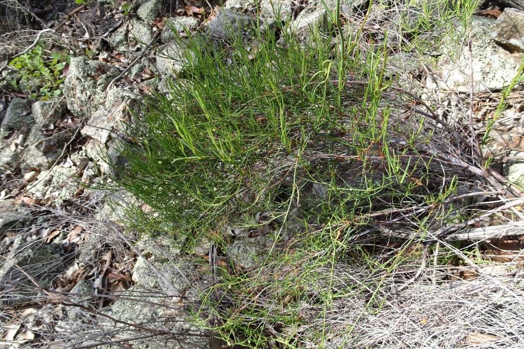 Muehlenbeckia diclina subsp. stenophylla (hero image)