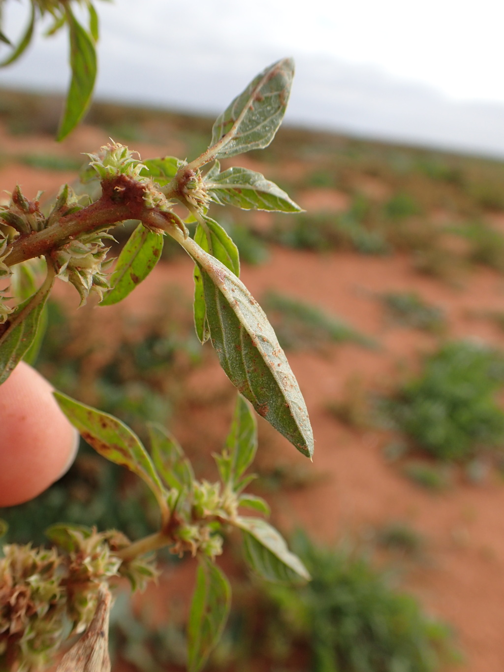 Amaranthus grandiflorus (hero image)