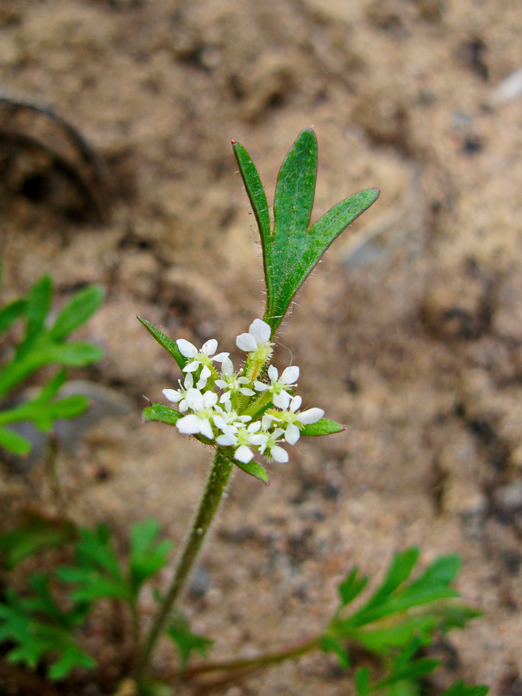 Trachymene pilosa (hero image)