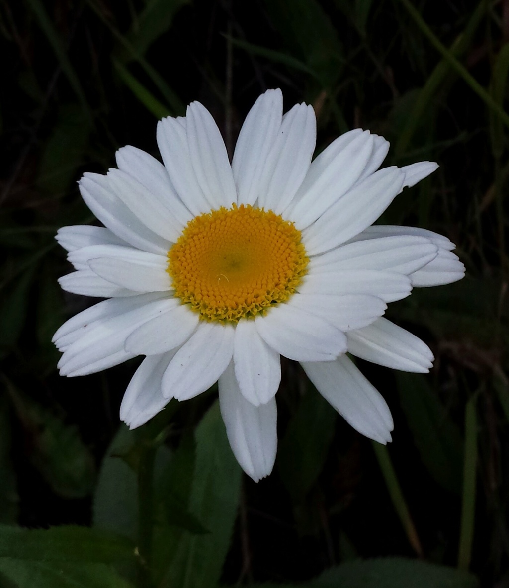 Leucanthemum ×superbum (hero image)