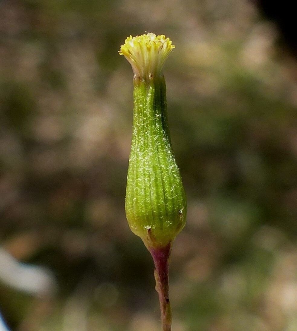 Senecio quadridentatus (hero image)