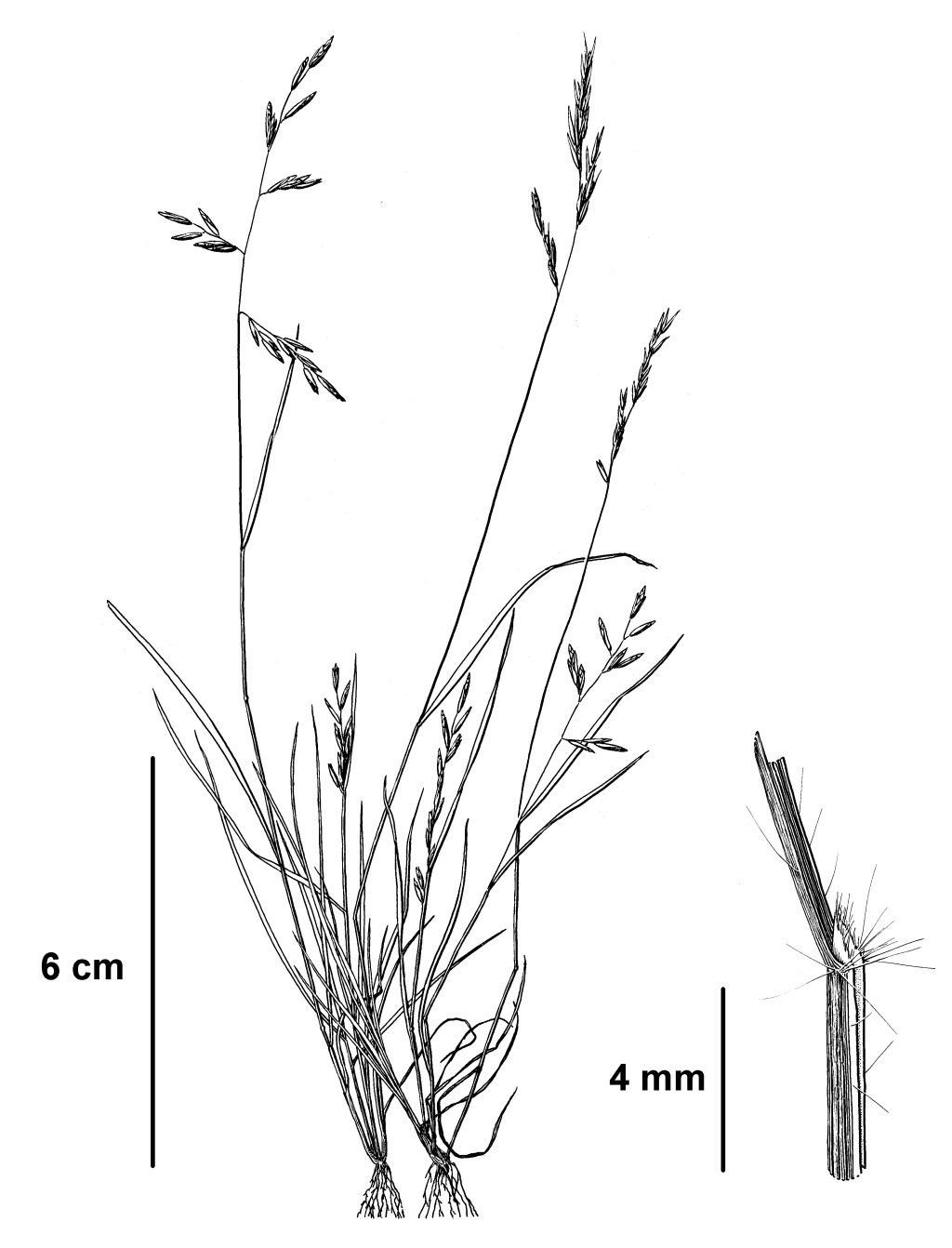 Schismus barbatus (hero image)