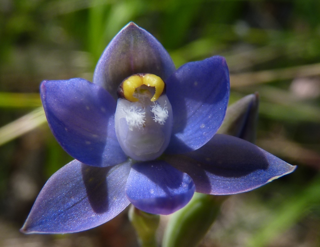 Thelymitra peniculata (hero image)