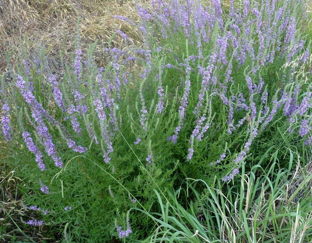 Lythrum salicaria (hero image)