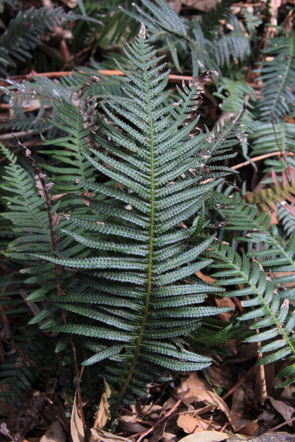 Blechnum neohollandicum (hero image)