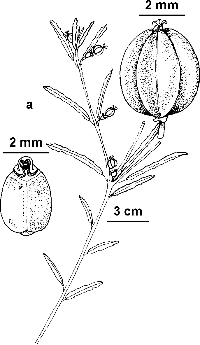 Euphorbia tannensis subsp. eremophila (hero image)