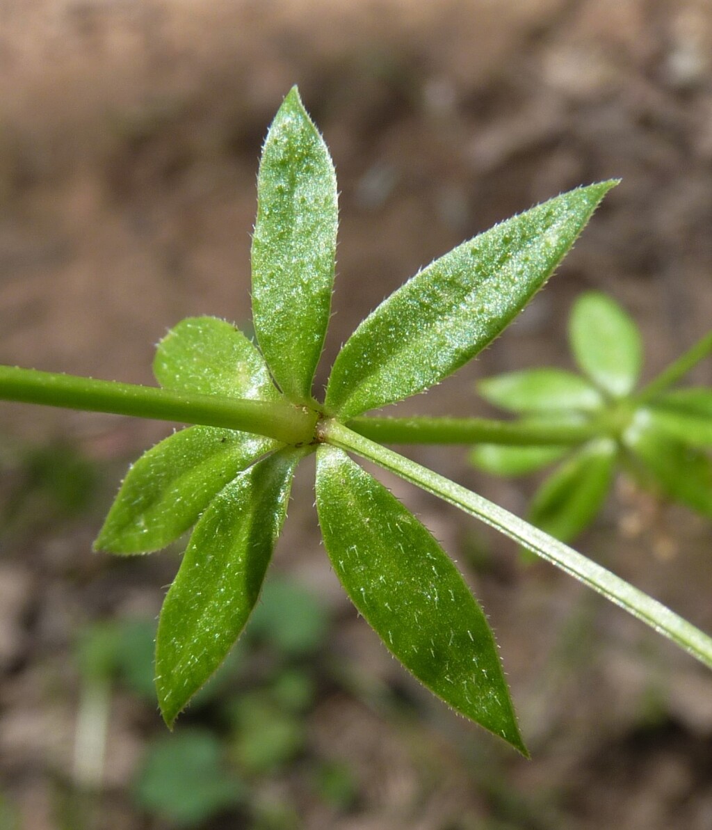 Sherardia arvensis (hero image)