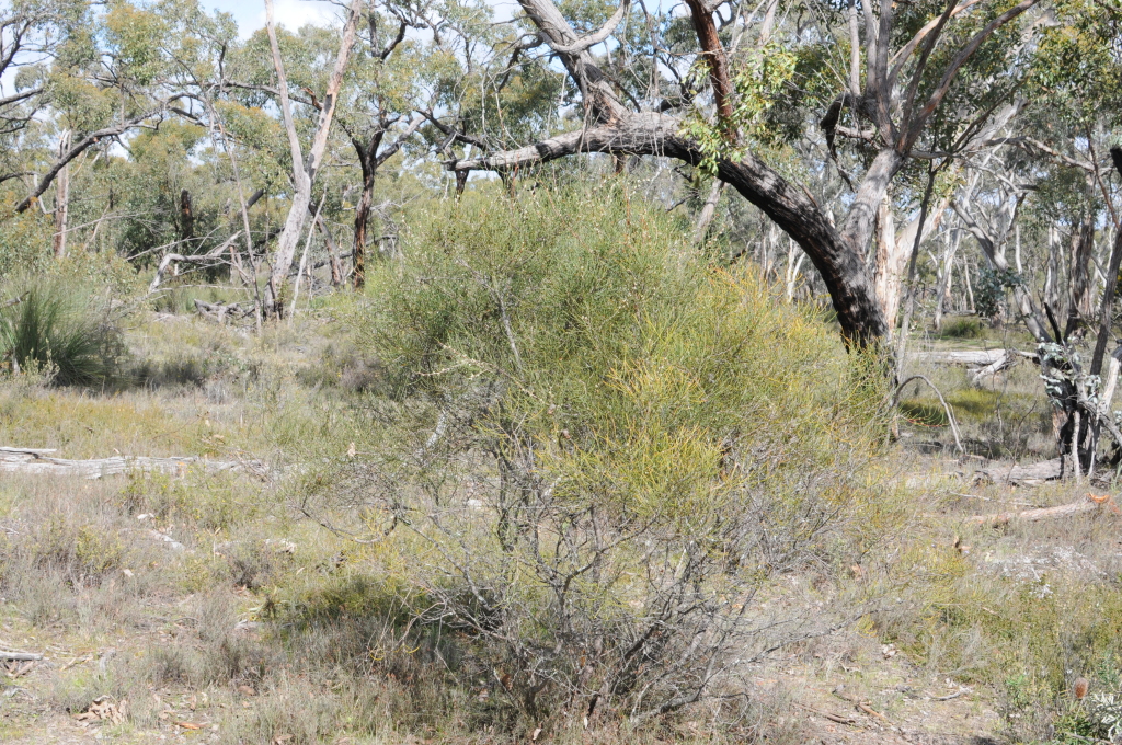 Hakea rostrata (hero image)
