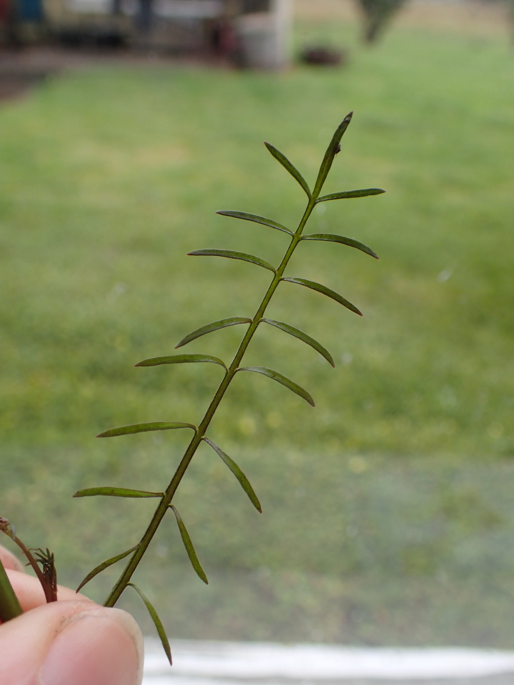 Cardamine tenuifolia (hero image)