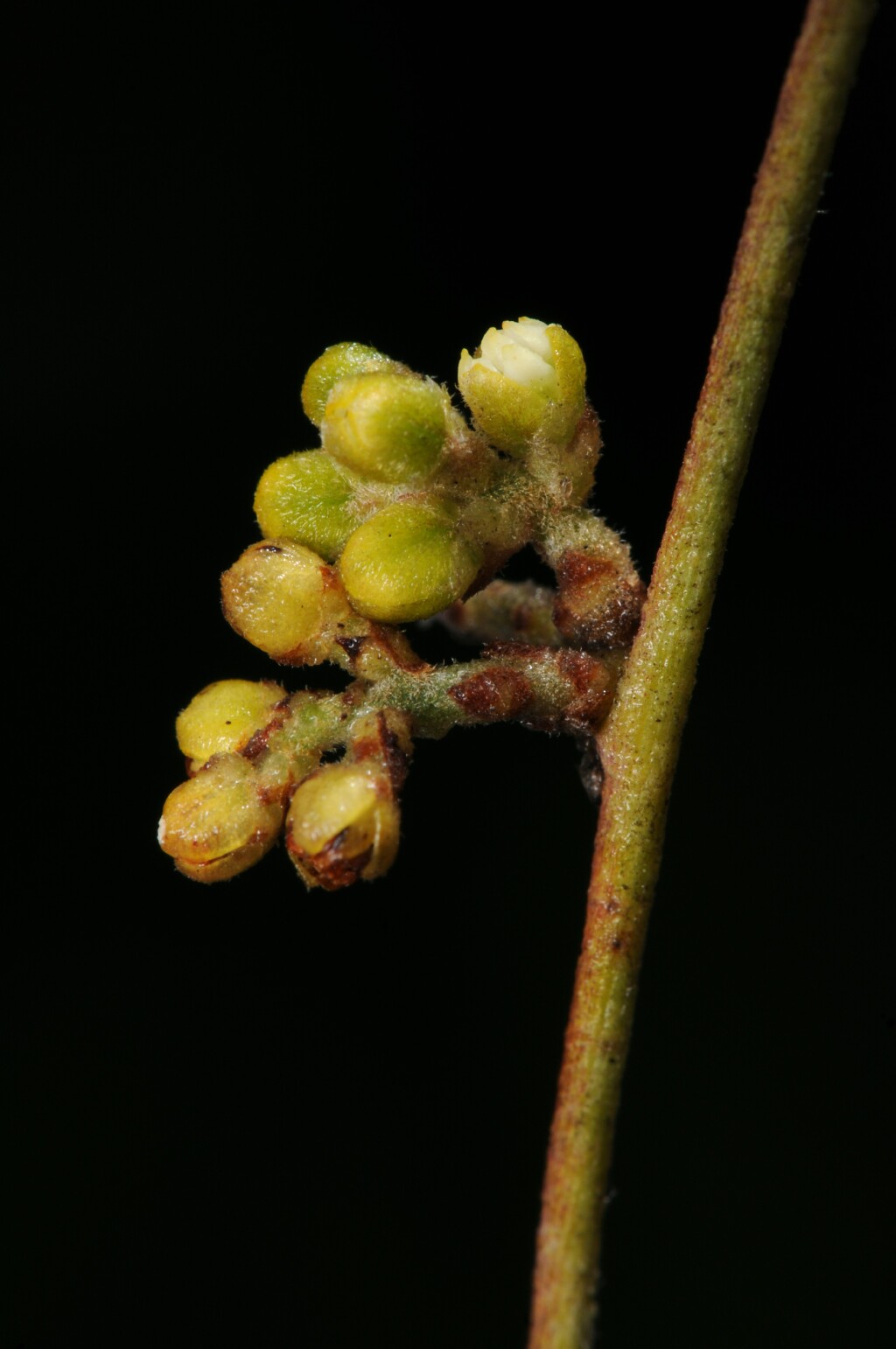 Lauraceae (hero image)