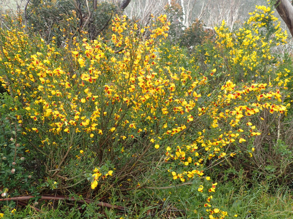 Cytisus scoparius (hero image)