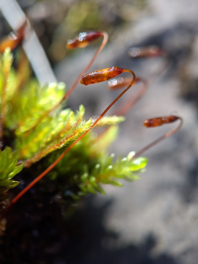 Ptychostomum pseudotriquetrum (hero image)