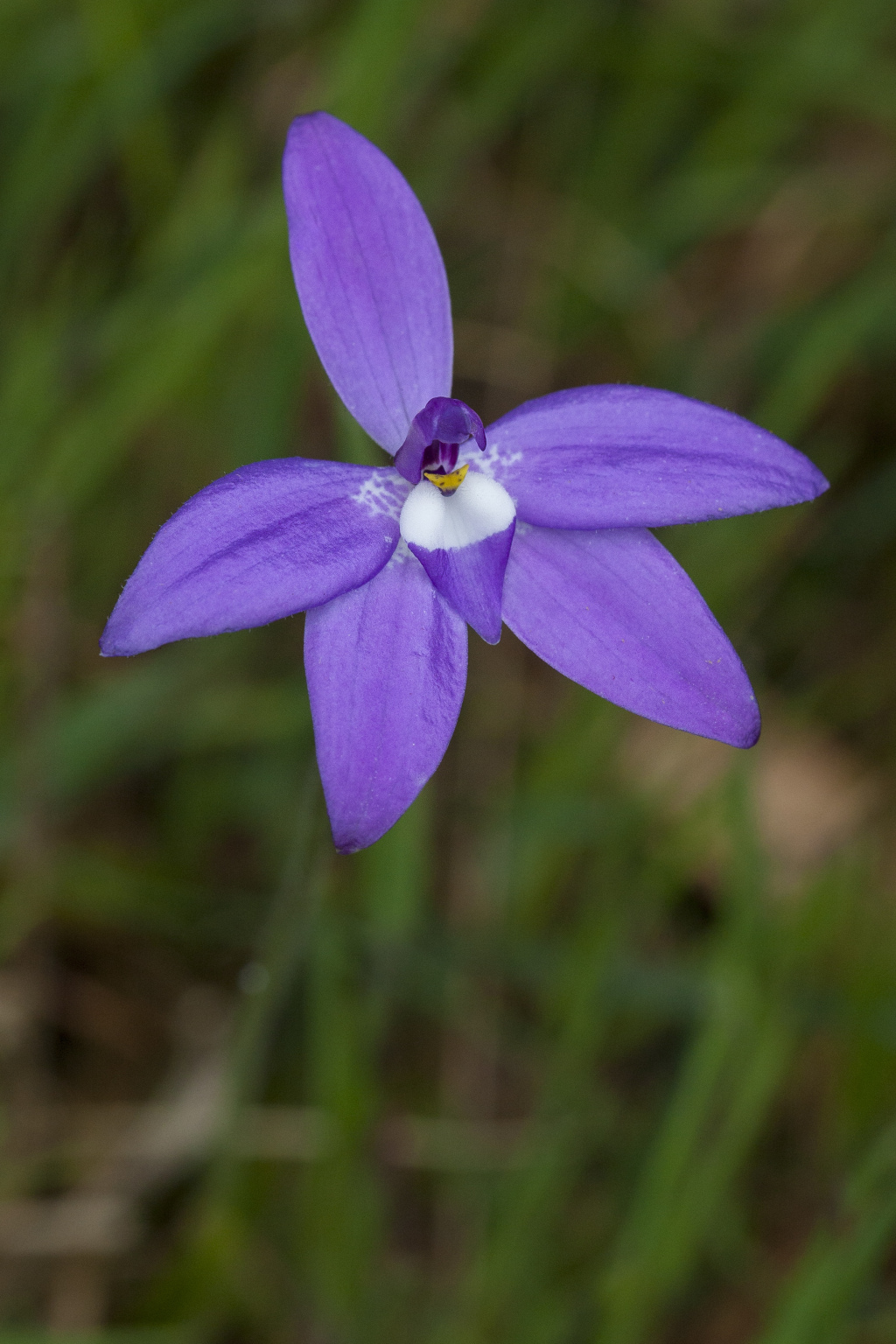 Glossodia major (hero image)