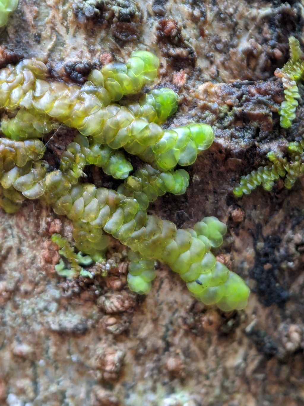 Frullania clavata (hero image)