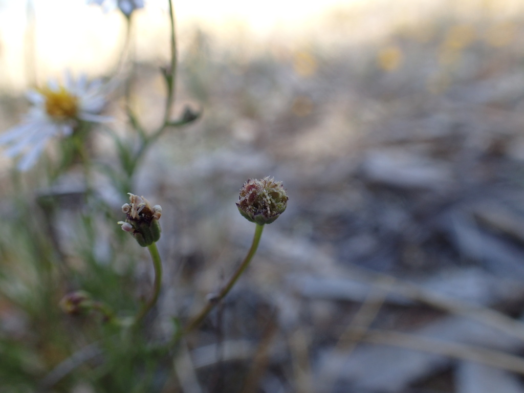 Brachyscome ciliaris var. subintegrifolia (hero image)