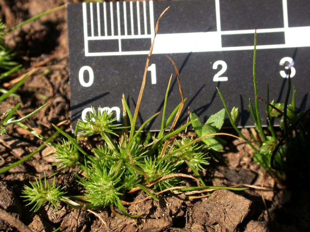 Isolepis hystrix (hero image)