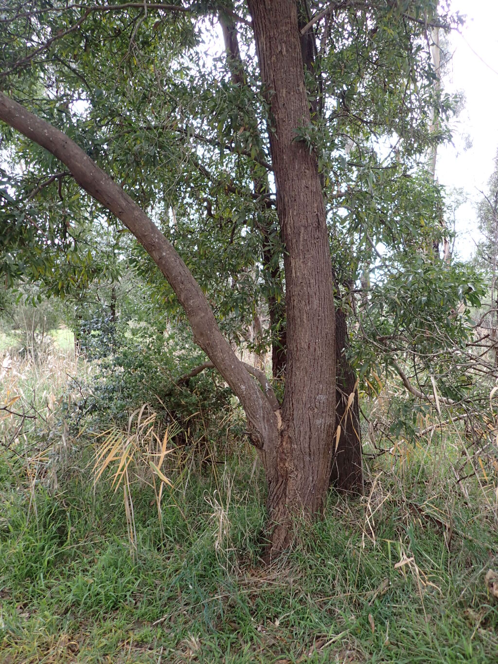 Eucalyptus crenulata (hero image)