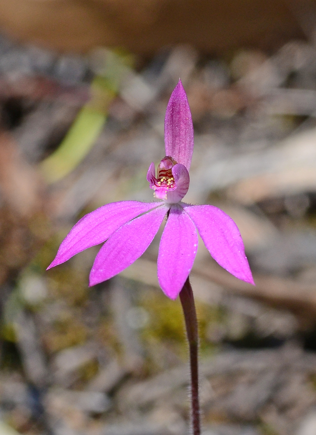 Caladenia carnea (hero image)