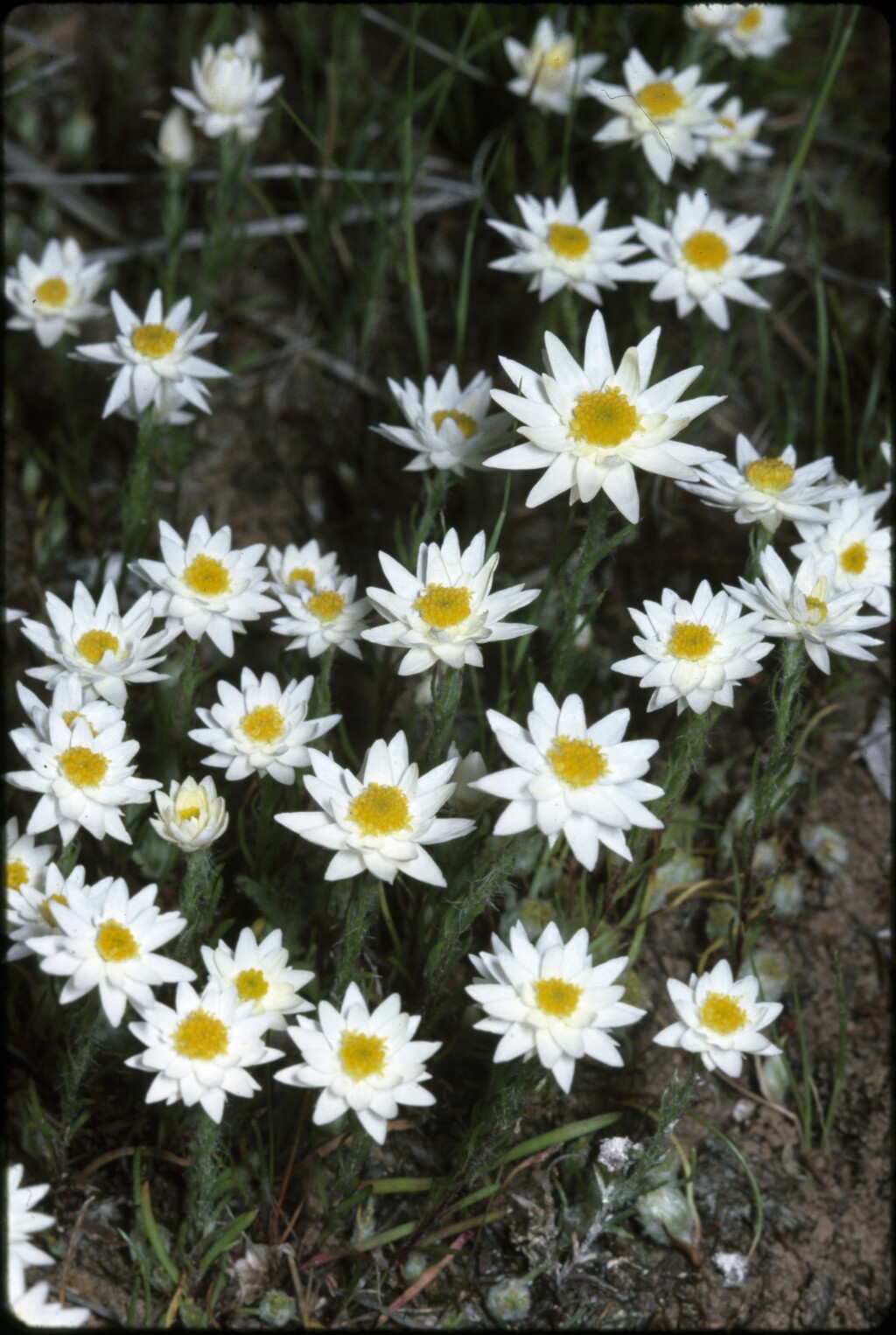 Hyalosperma praecox (hero image)