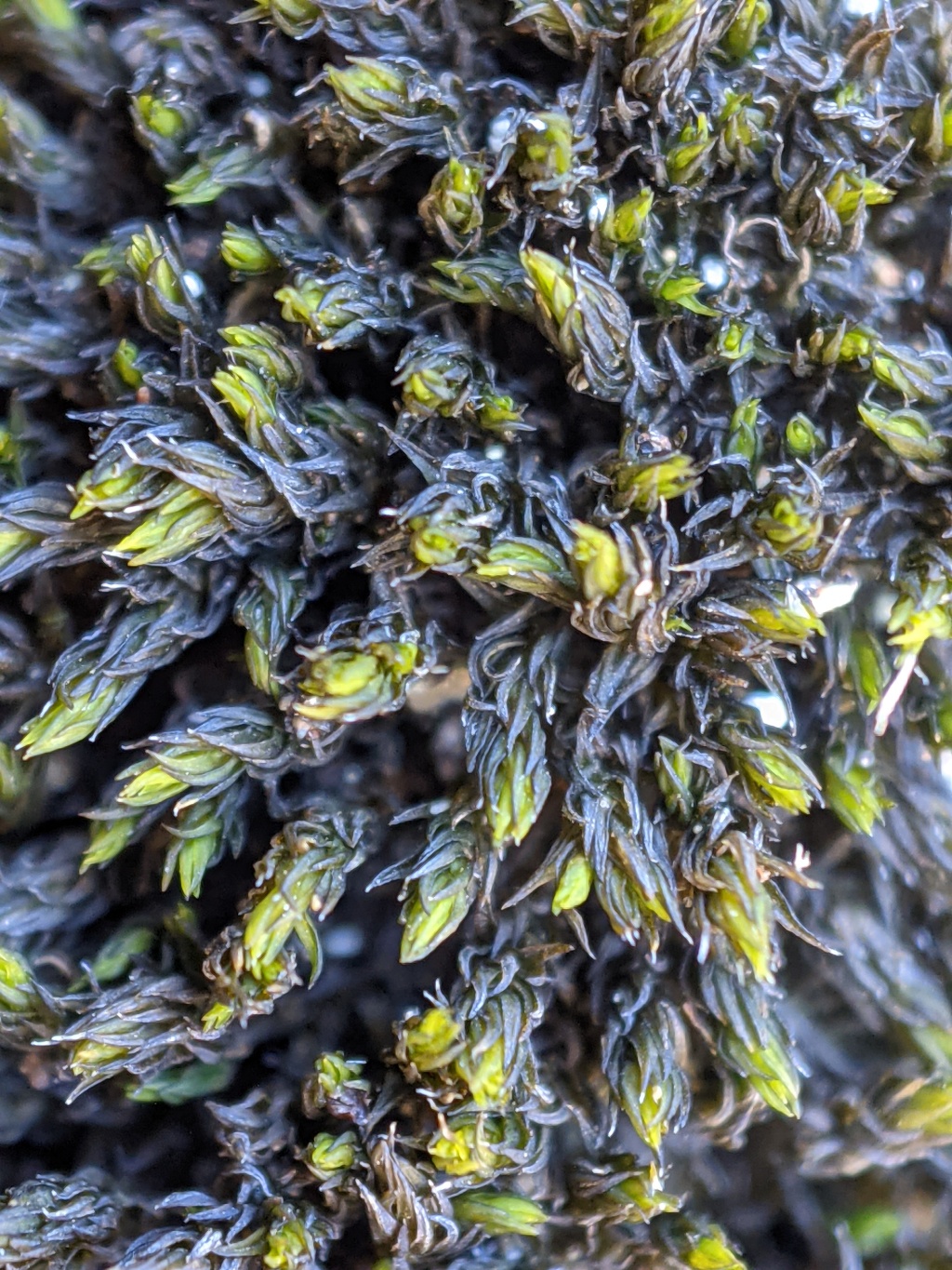 Racomitrium crispulum (hero image)