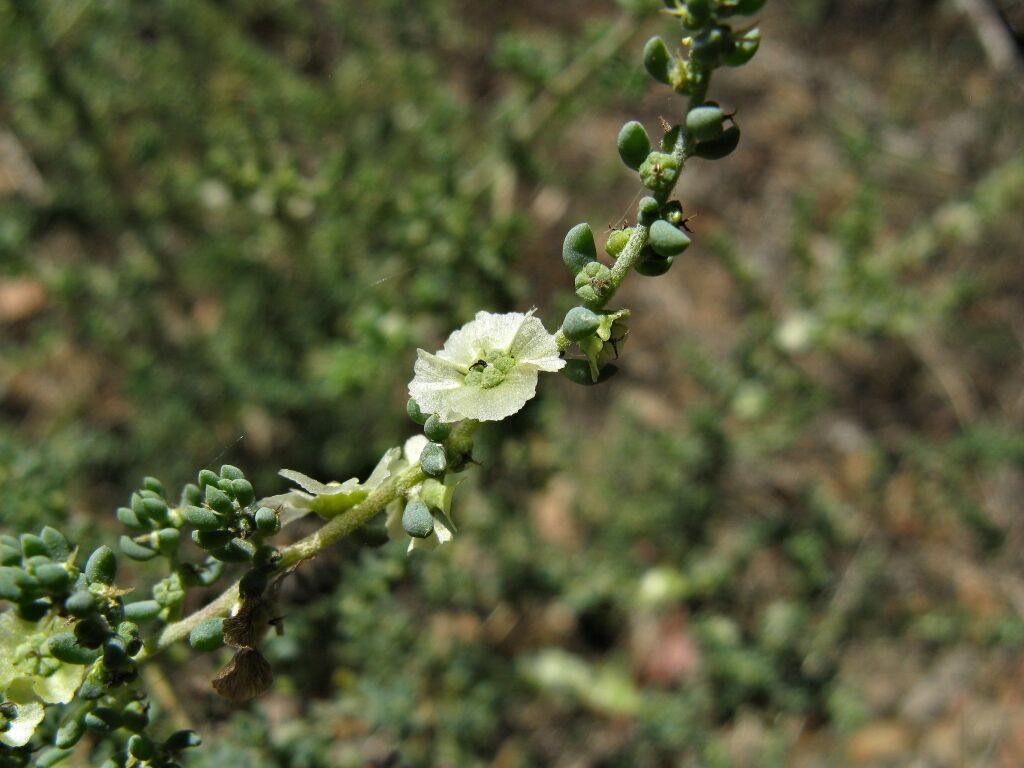 Maireana brevifolia (hero image)