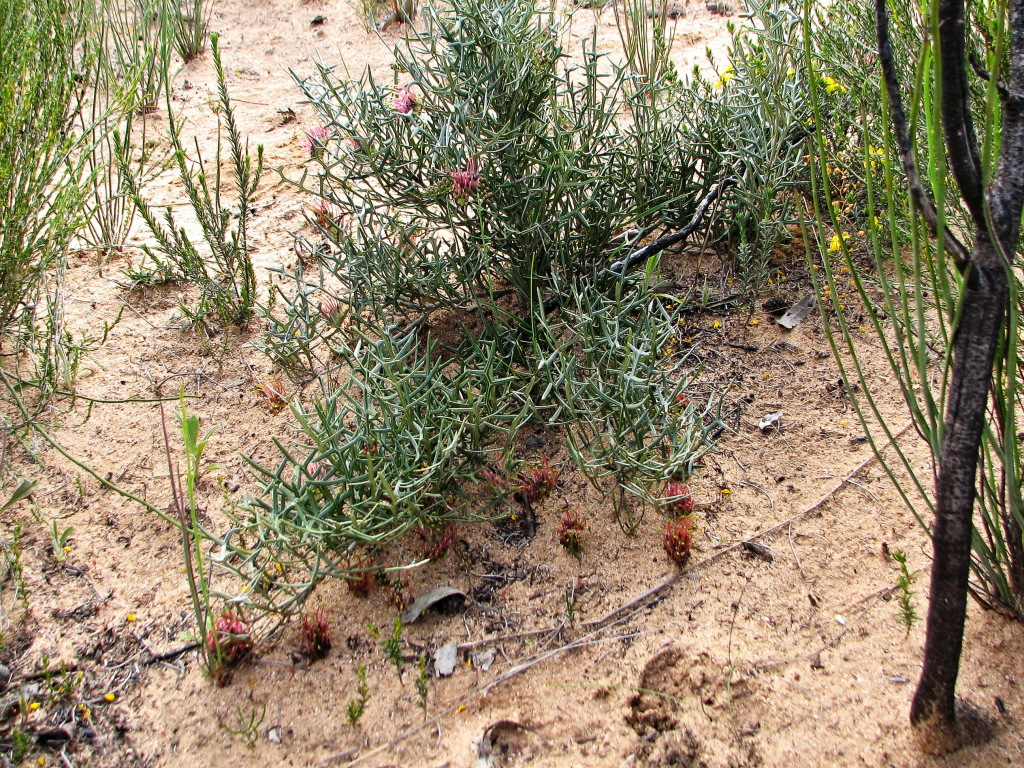 Grevillea angustiloba subsp. angustiloba (hero image)