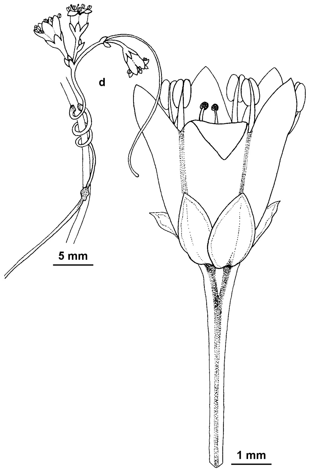 Cuscuta suaveolens (hero image)