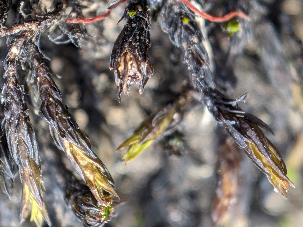 Schistidium flexifolium (hero image)