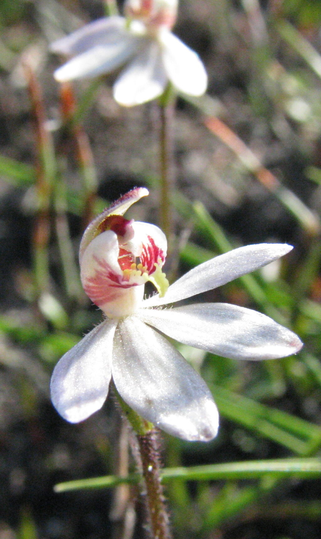 Caladenia pusilla (hero image)