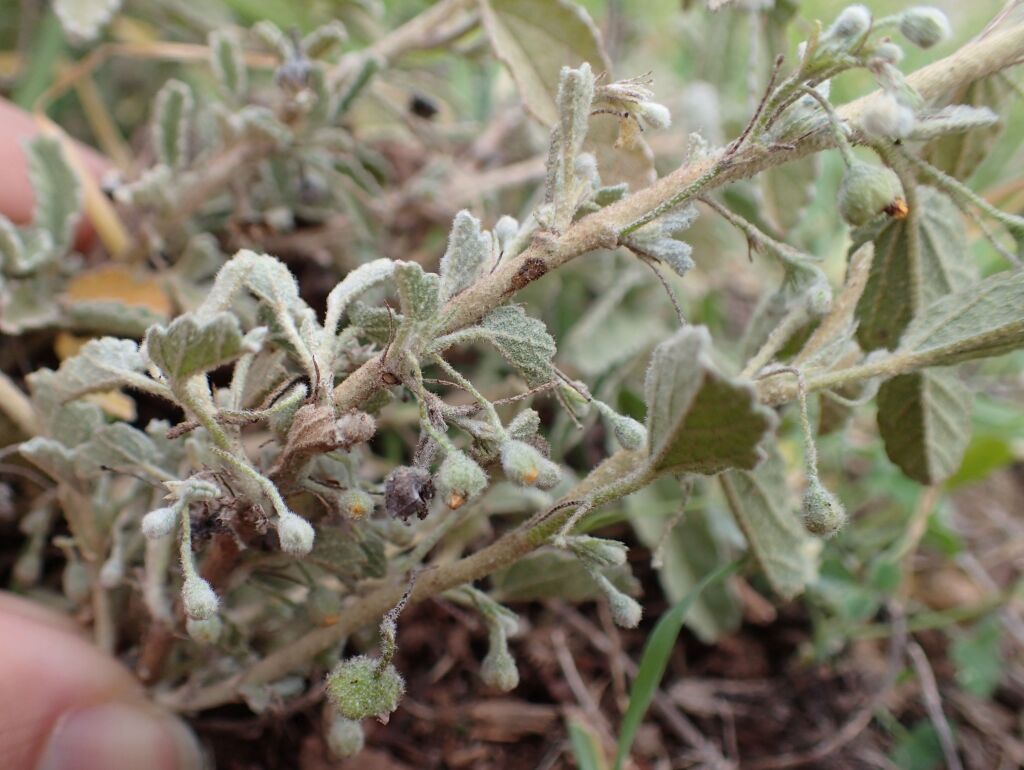 Sida fibulifera (hero image)
